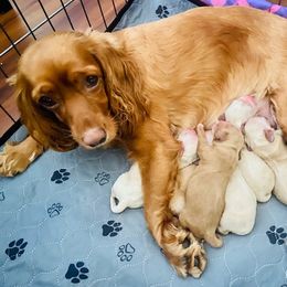 Cocker Spaniel Puppies from Cute Cocker Spaniel Puppies!!!