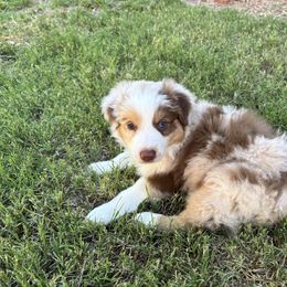 Red Barron - Red merle male Australian Shepherd puppy in Glendale, Arizona from Woodard Aussies