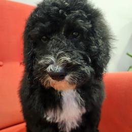 Red - Black and white male Bernedoodle puppy in Shelby, North Carolina from Forever Grateful Doodles
