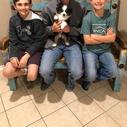 Miniature Australian Shepherd Puppies from Sassy Lil Aussies