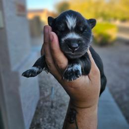Valentina - Black and white female Siberian Husky puppy in Buckeye, Arizona from Anime Huskies