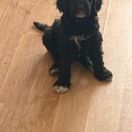 Brown collar.. aka Happy Feet - Black male Goldendoodle puppy in Las Vegas, Nevada from Doodles by Design