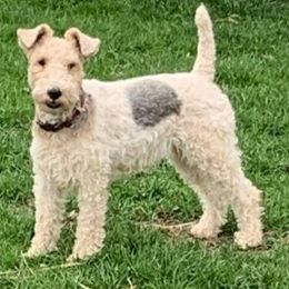 nene - Wire Fox Terrier
