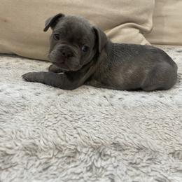 Barkus - Blue male French Bulldog puppy in Metairie, Louisiana from Surcouf Frenchie’s