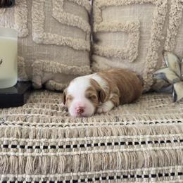 Stetson - Red  male Goldendoodle puppy in Floyd, Virginia from Hearts and Paws Poodles and Doodles