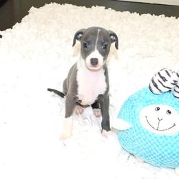 Amira Male 1 - Blue male Italian Greyhound puppy in Sparta Tn And Caryville Fl, Tennessee from Summerwind Kennel