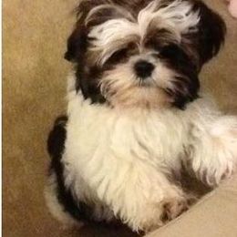 Shih Tzu Puppies from CID Love