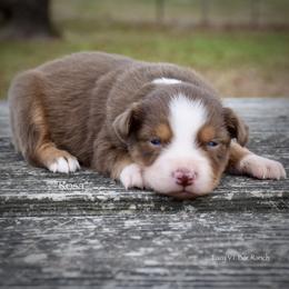 Rosa - Red tri female Miniature Australian Shepherd puppy in Evant, Texas from Lazy VT Bar Ranch