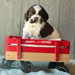 Sequoia - Brown and white female Cocker Spaniel puppy in Salt Lake City, Utah from Sego Lily Cockers