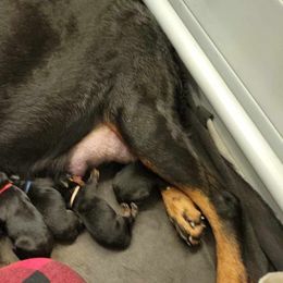 Rottweiler Puppies from C & J Rottweilers