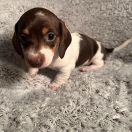 Rumi - Piebald female Dachshund puppy in Petersburg, Virginia from Doting on Dachshunds