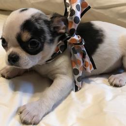 Chihuahua Puppies from Chilove Chihuahuas