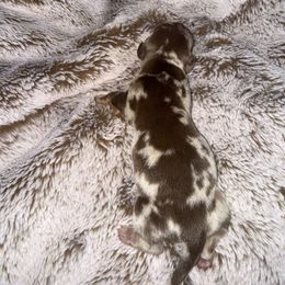 Chocolate dapple - Dapple male Dachshund puppy in Woodward, Oklahoma from Oklahoma akc miniature dachshunds