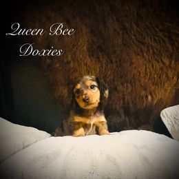 Dachshund Puppies from Queen Bee Doxies