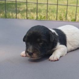 Cowgirl (black and white) - Black and white female Schnoodle puppy in Milton Freewater, Oregon from Rose Brook Family Farms