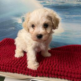 Austin - Parti male Maltipoo puppy in Lawrenceburg, Tennessee from LUV Poodles and Maltipoos