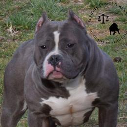 Stella - American Bully