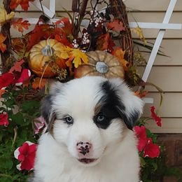 Lucky - Blue merle male Miniature American Shepherd puppy in Atwood, Illinois from Buck-Run Puppies