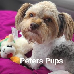 AKC Moose - Parti male Yorkshire Terrier puppy in Hertford, North Carolina from Peters Pups Yorkshire Terriers