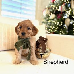 Shepherd - Goldendoodle puppy from JW Doodles