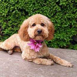 Ruby - Poodle