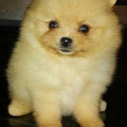 Pomeranian Puppies from Mai-Ryms Pomeranians