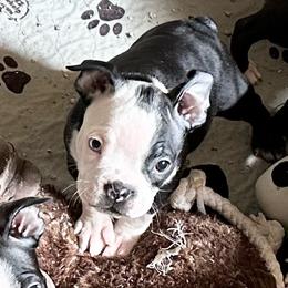 Boy two - Black brindle and white male Boston Terrier puppy in Georgia from KD’s K9 Oasis