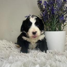 Boy 1 - Black and white male Bernedoodle puppy in Russiaville, Indiana from Pleasant Creek Minibernedoodles