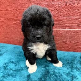 Benji - White and black male Newfoundland puppy in Goodhue, Minnesota from Claypits Newfoundlands