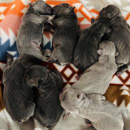 French Bulldog puppies from Bay Breeze Kennel