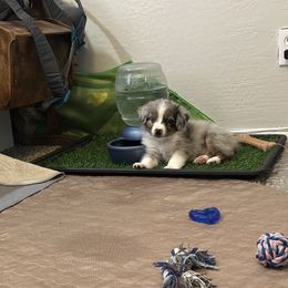 Loki - Blue merle male Australian Shepherd puppy in Phoenix, Arizona from Oma K’s Aussies