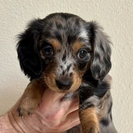 Dachshund Puppies from MC Mini Doxies