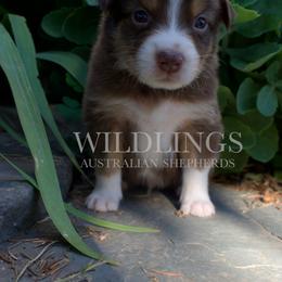 Badger- Black Collar - Red tri-color male Australian Shepherd puppy in Newport, Rhode Island from Wildlings Australian Shepherds