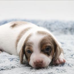 Male 2 - Dapple male Dachshund puppy in Childress, Texas from Taylor Farms