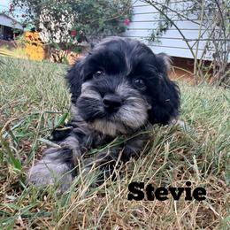 Stevie with training - Merle male Cockapoo puppy in Boonville, North Carolina from Doods & Dolls