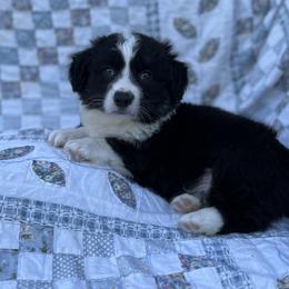 Ace-fluffy - Black and white male Cardigan Welsh Corgi puppy in Hope, Arkansas from Foxy Knoll Farm