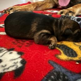 Eagle - Sable male German Shepherd puppy in Winters, California from Vom Haefner German Shepherds