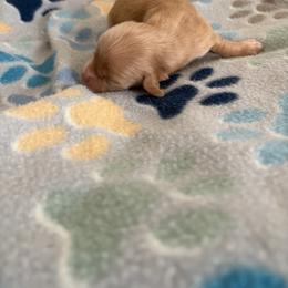 Alphie - Cream male Dachshund puppy in Conroe, Texas from R&M Dachshunds