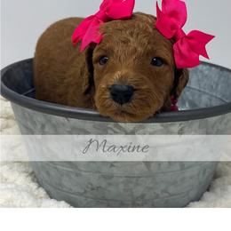 Maxine - Red  female Goldendoodle puppy in State Road, North Carolina from Must Love Doodles