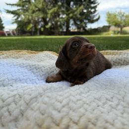 Boy 1 - Chocolate and tan male Dachshund puppy in Clifton, Idaho from Diamondline Dachshund