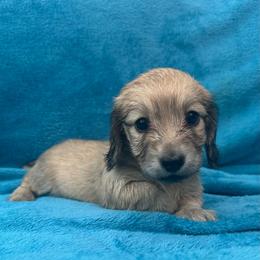 Daphne - Cream female Dachshund puppy in Memphis, Tennessee from River City Doxies