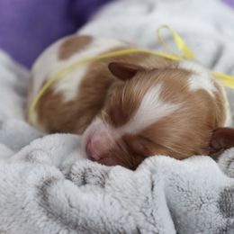 Cavapoo and Saint Bernard Puppies from Horseshoe Drive Kennel