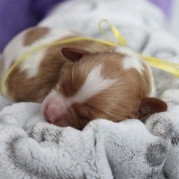 Cavapoo and Saint Bernard Puppies from Horseshoe Drive Kennel