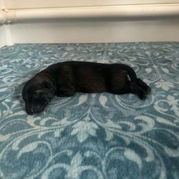 Dark Blue - Black male German Shepherd puppy in Winters, California from Vom Haefner German Shepherds