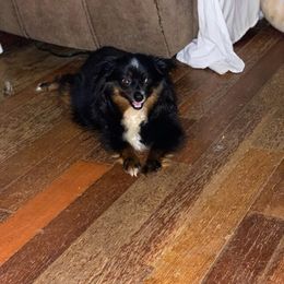 Toy Australian Shepherds from Jessica's Aussies