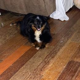 Toy Australian Shepherds from Jessica's Aussies