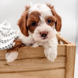 Tin man - Blenheim male Cavapoo puppy in Idaho Falls, Idaho from Freckle Paw Family