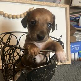 Daisy - Red female Dachshund puppy in Sharon Springs, New York from Show Us The Way Homestead
