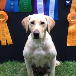 Labrador Retrievers from Louie Wilder