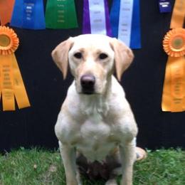 Labrador Retrievers from Louie Wilder